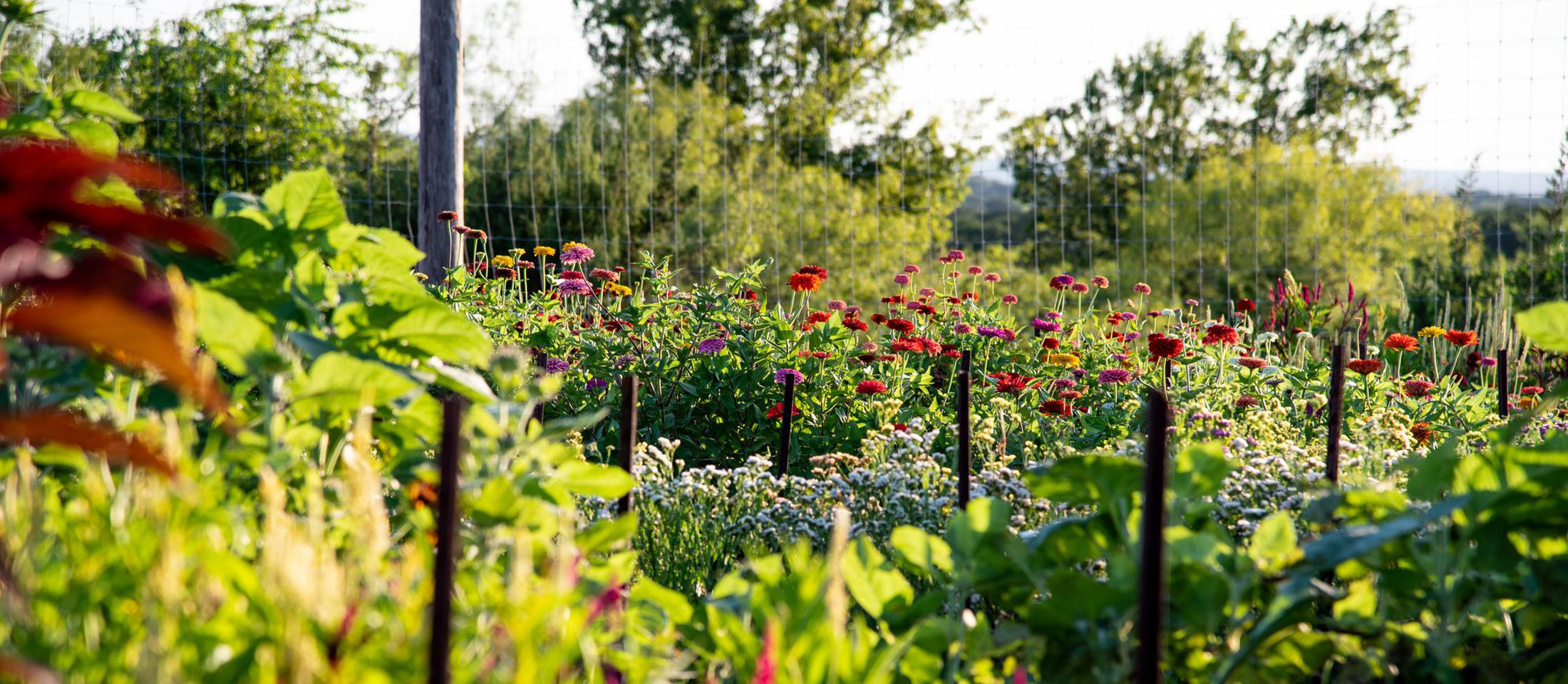 Flores silvestres en un campo alto y verde.